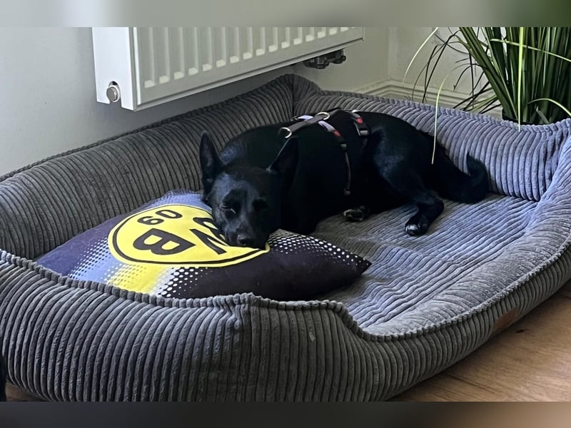 Liebe Naomi sucht ihr Für-Immer-Zuhause