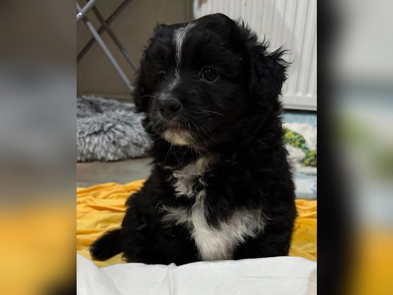 Mr. Rod, geb. ca. 10/2025, lebt in GRIECHENLAND, auf einer privaten Pflegestelle