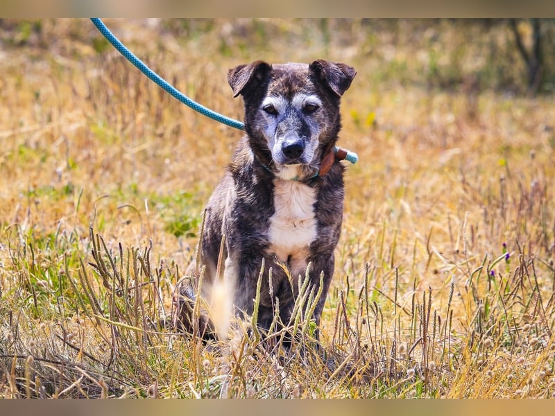 SENIOR TIGRE - ♥️ - ist im Tierheim weil sein Besitzer gestorben ist