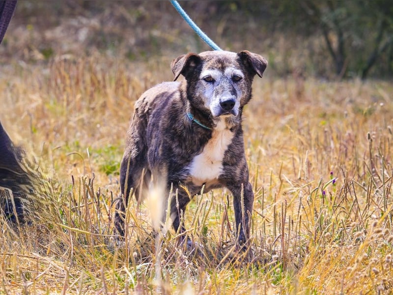 SENIOR TIGRE - ♥️ - ist im Tierheim weil sein Besitzer gestorben ist