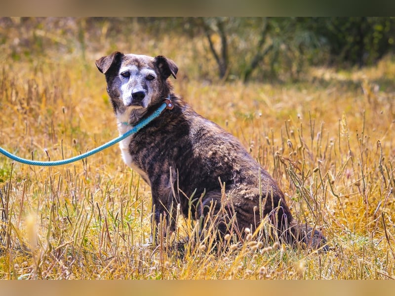 SENIOR TIGRE - ♥️ - ist im Tierheim weil sein Besitzer gestorben ist
