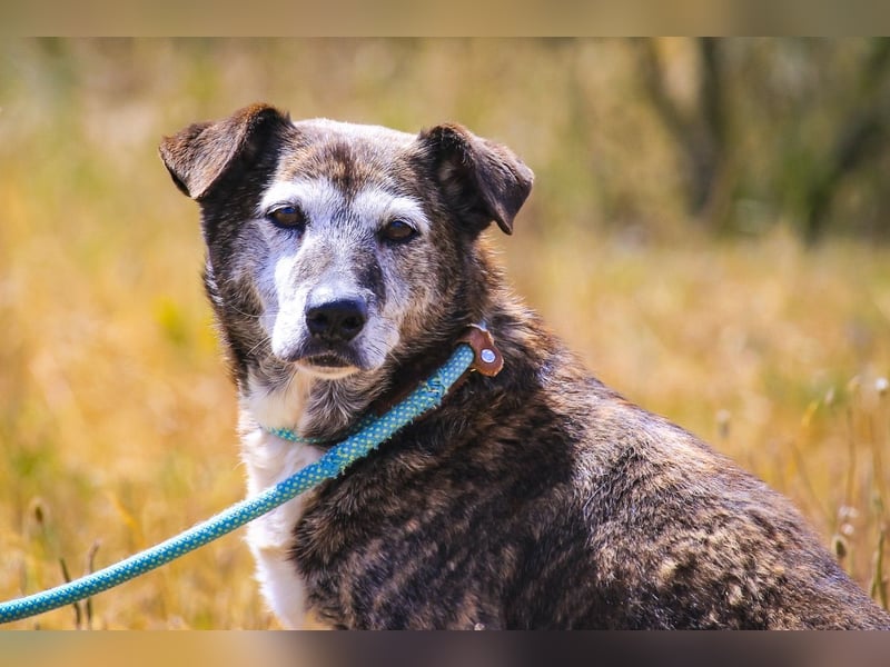 SENIOR TIGRE - ♥️ - ist im Tierheim weil sein Besitzer gestorben ist