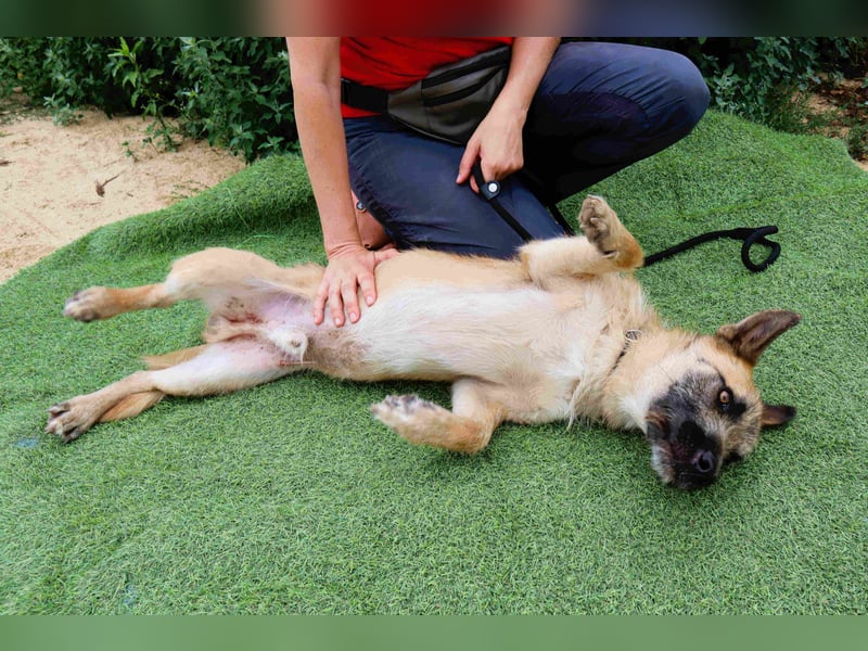 Typisch SCHMUSER ♦️DONOVAN♦️ in der Cantinho da Milu ⏳ 6/2024