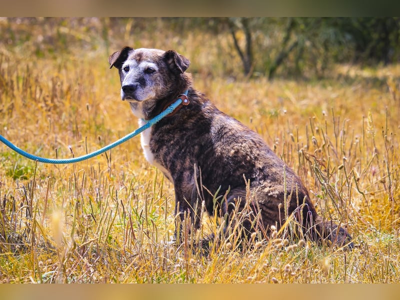 SENIOR TIGRE - ♥️ - ist im Tierheim weil sein Besitzer gestorben ist