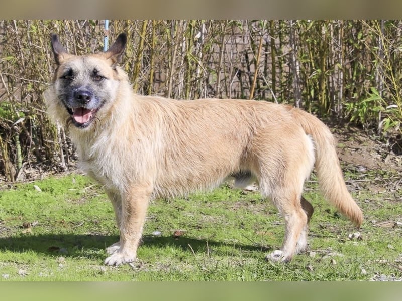 Typisch SCHMUSER ♦️DONOVAN♦️ in der Cantinho da Milu ⏳ 6/2024