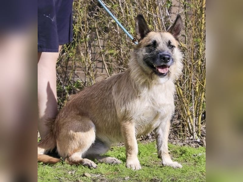 Typisch SCHMUSER ♦️DONOVAN♦️ in der Cantinho da Milu ⏳ 6/2024