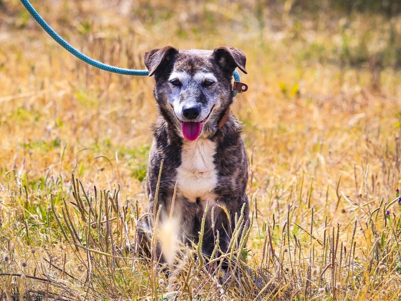 SENIOR TIGRE - ♥️ - ist im Tierheim weil sein Besitzer gestorben ist
