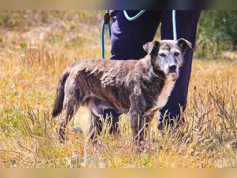 SENIOR TIGRE - ♥️ - ist im Tierheim weil sein Besitzer gestorben ist