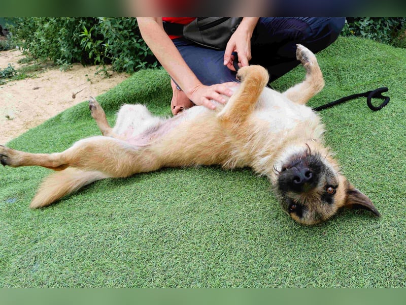 Typisch SCHMUSER ♦️DONOVAN♦️ in der Cantinho da Milu ⏳ 6/2024