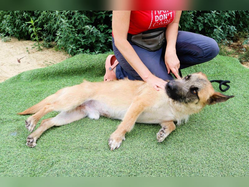 Typisch SCHMUSER ♦️DONOVAN♦️ in der Cantinho da Milu ⏳ 6/2024