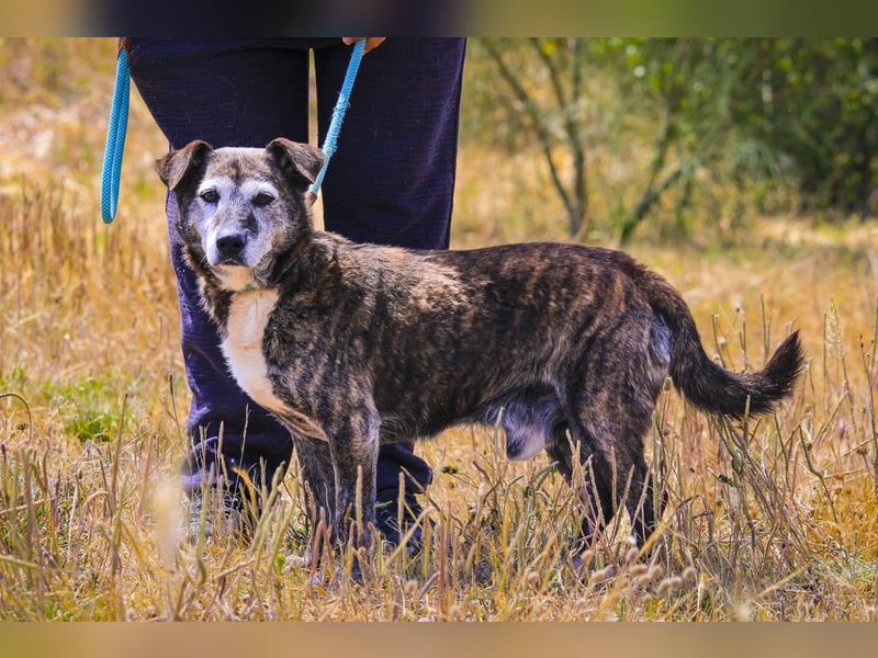 SENIOR TIGRE - ♥️ - ist im Tierheim weil sein Besitzer gestorben ist