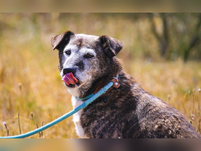 SENIOR TIGRE - ♥️ - ist im Tierheim weil sein Besitzer gestorben ist
