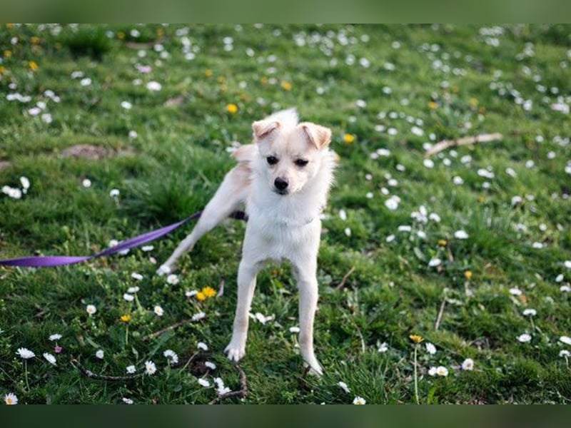Foxter
