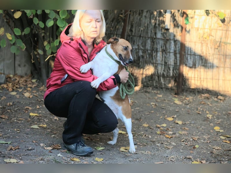 Ben, ein freundlicher Rüde, neu im Tierheim