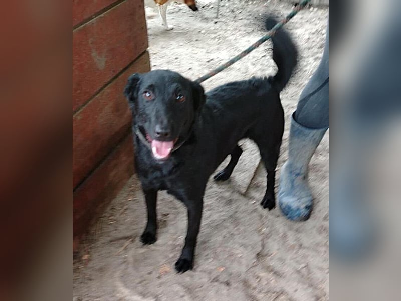 Lin: Zutraulich, verschmust, neu im Tierheim