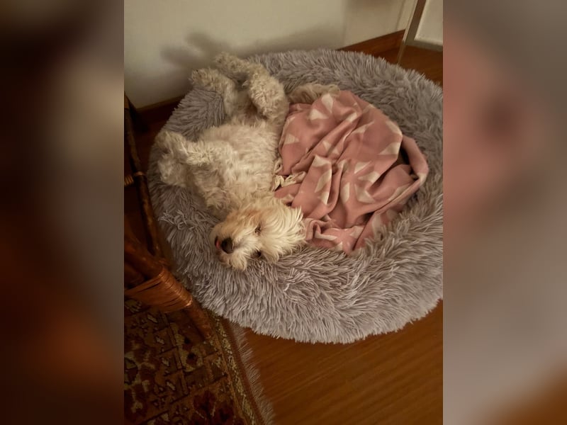 Lilou - sensible kleine Hundedame sucht ihren Herzensmenschen