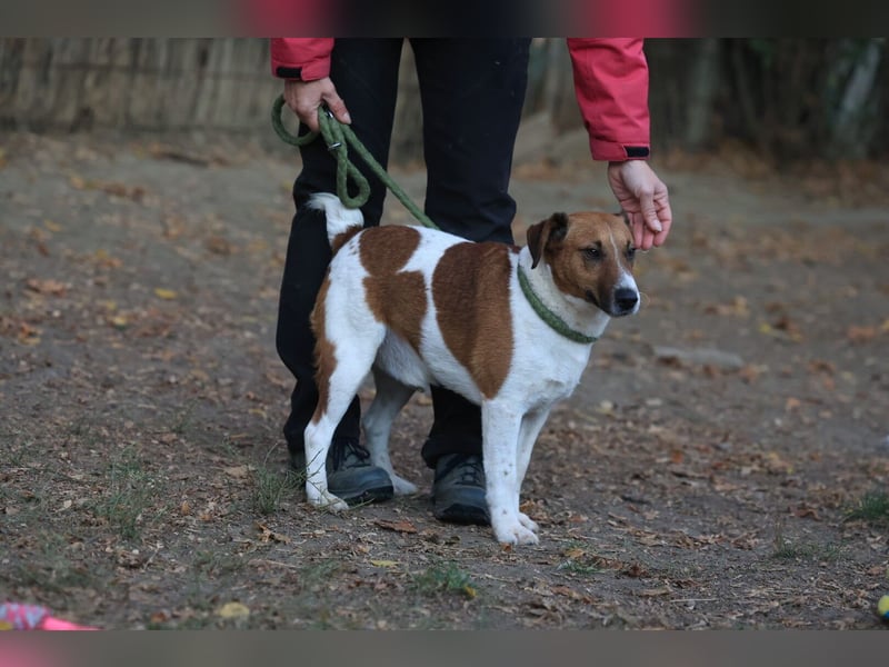 Ben, ein freundlicher Rüde, neu im Tierheim