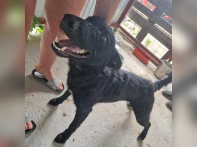 Lin: Zutraulich, verschmust, neu im Tierheim