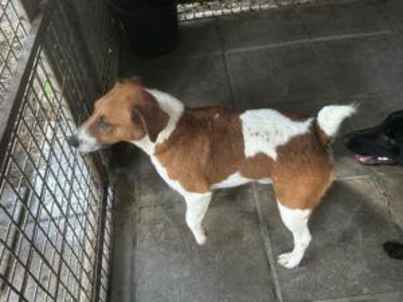 Ben, ein freundlicher Rüde, neu im Tierheim