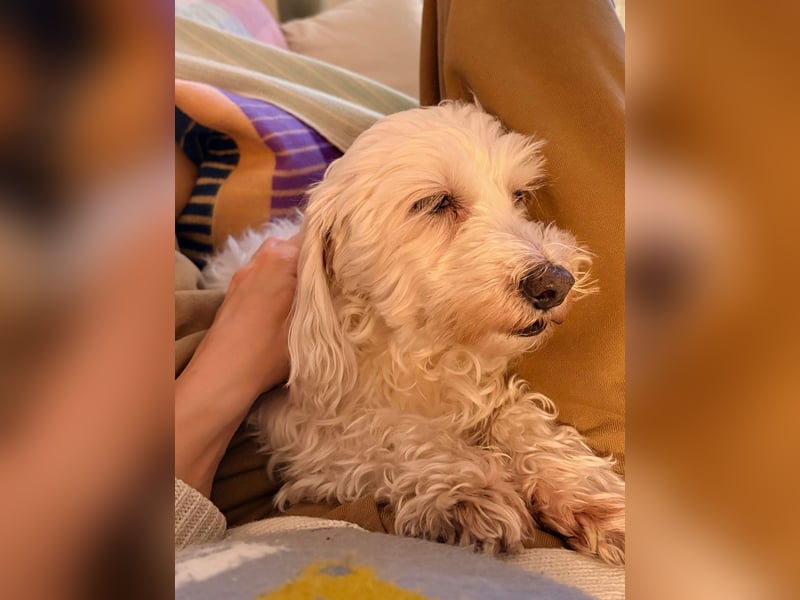 Lilou - sensible kleine Hundedame sucht ihren Herzensmenschen