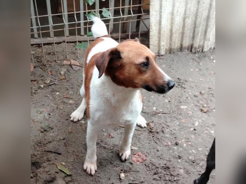 Ben, ein freundlicher Rüde, neu im Tierheim