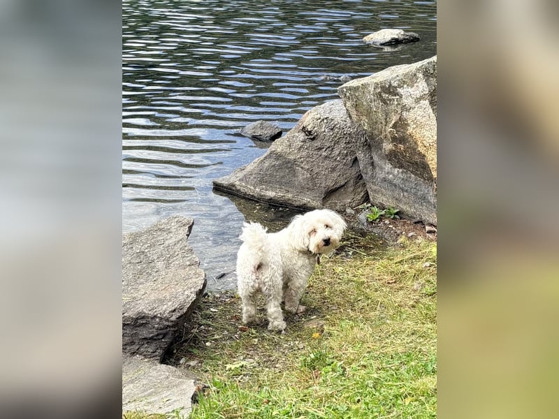 Lilou - sensible kleine Hundedame sucht ihren Herzensmenschen