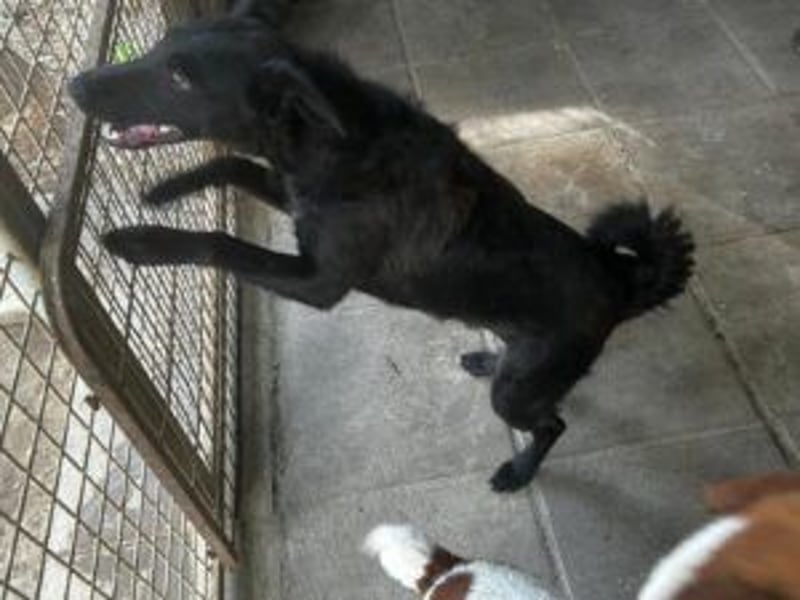 Lin: Zutraulich, verschmust, neu im Tierheim