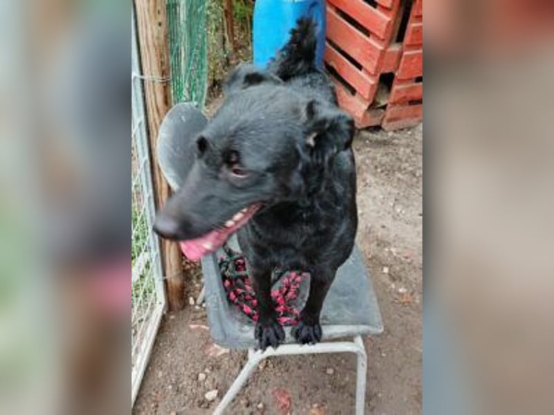 Lin: Zutraulich, verschmust, neu im Tierheim