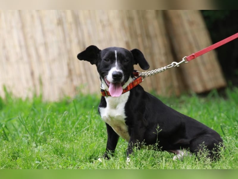 Sparky – sucht ein Zuhause außerhalb Deutschlands