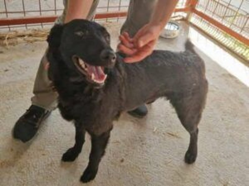 Lin: Zutraulich, verschmust, neu im Tierheim