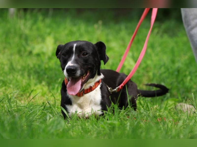 Sparky – sucht ein Zuhause außerhalb Deutschlands