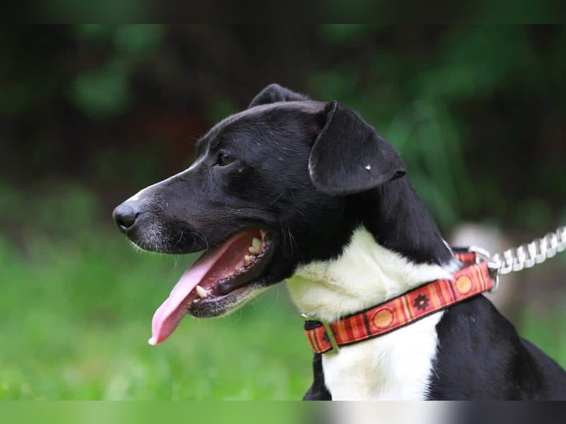 Sparky – sucht ein Zuhause außerhalb Deutschlands