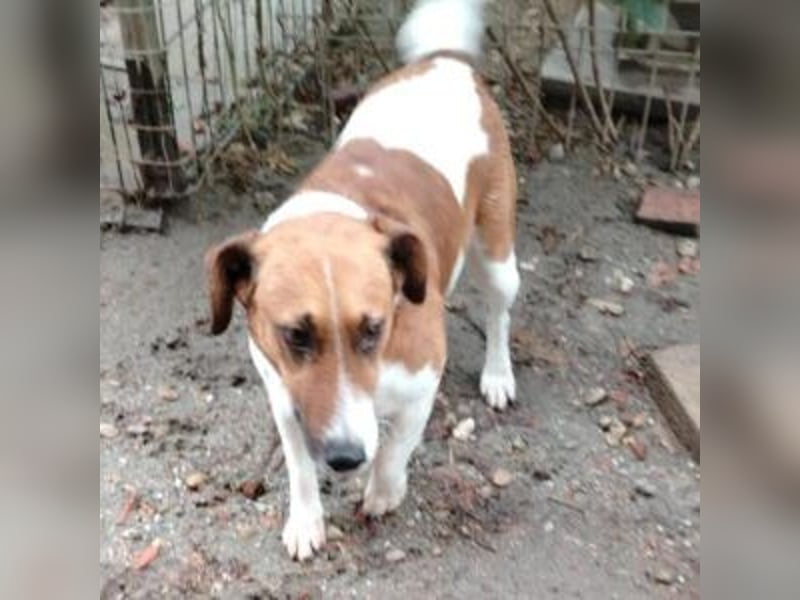 Ben, ein freundlicher Rüde, neu im Tierheim