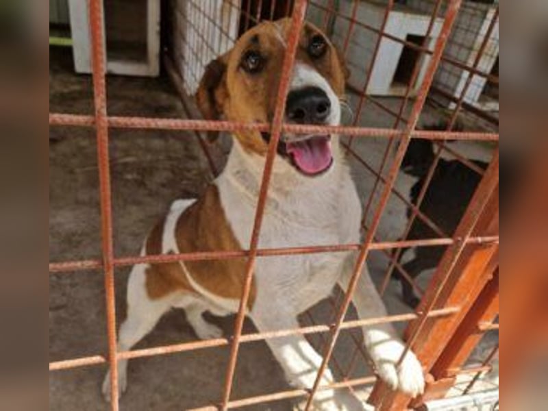 Ben, ein freundlicher Rüde, neu im Tierheim