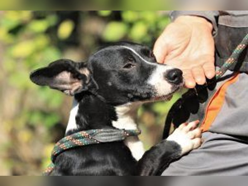 Sparky – sucht ein Zuhause außerhalb Deutschlands