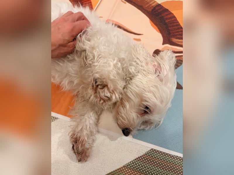 Lilou - sensible kleine Hundedame sucht ihren Herzensmenschen
