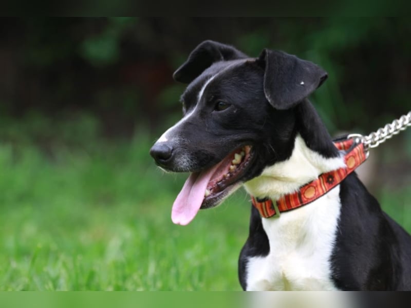 Sparky – sucht ein Zuhause außerhalb Deutschlands