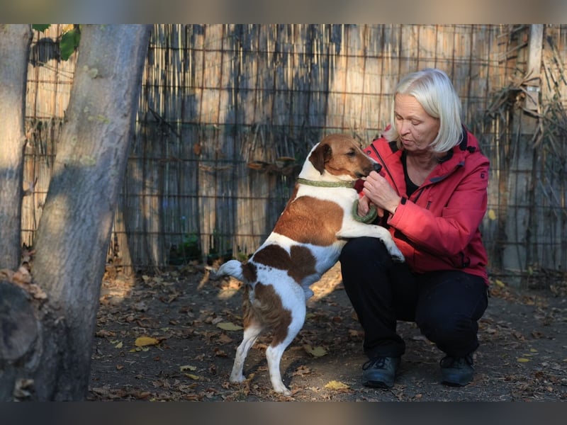 Ben, ein freundlicher Rüde, neu im Tierheim