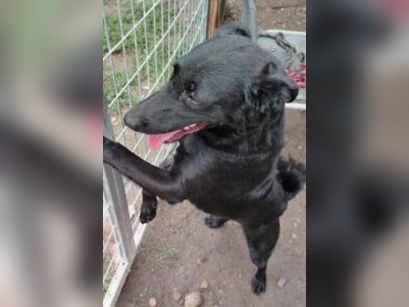 Lin: Zutraulich, verschmust, neu im Tierheim