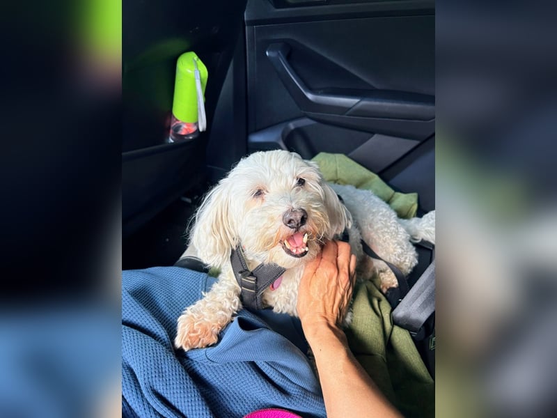 Lilou - sensible kleine Hundedame sucht ihren Herzensmenschen