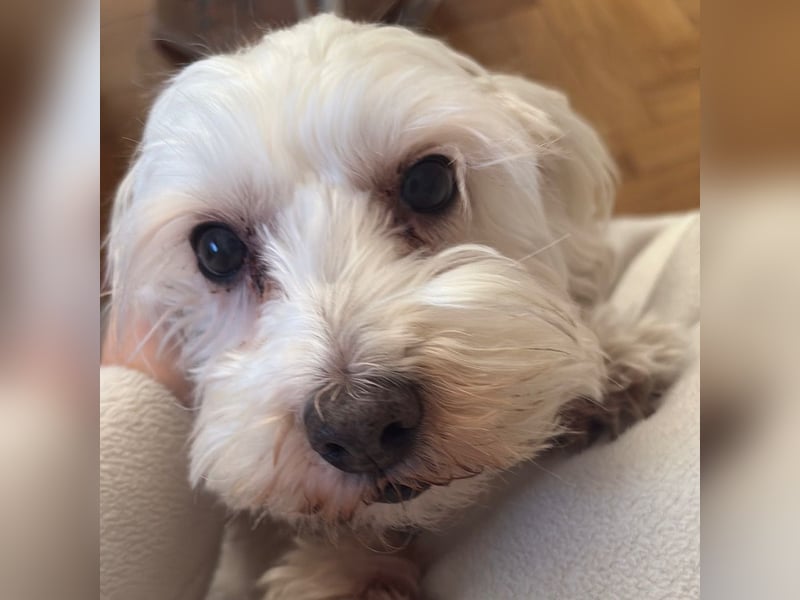 Lilou - sensible kleine Hundedame sucht ihren Herzensmenschen