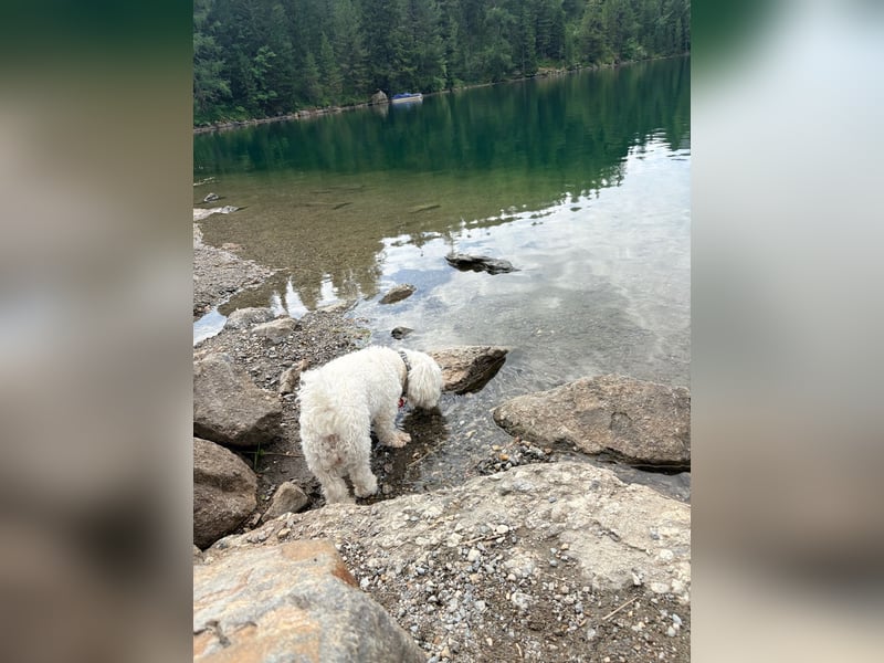 Lilou - sensible kleine Hundedame sucht ihren Herzensmenschen