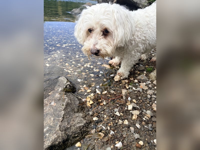 Lilou - sensible kleine Hundedame sucht ihren Herzensmenschen
