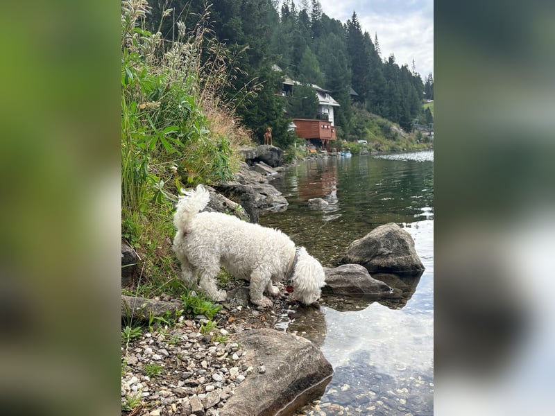 Lilou - sensible kleine Hundedame sucht ihren Herzensmenschen