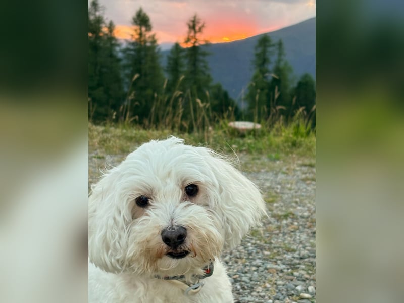 Lilou - sensible kleine Hundedame sucht ihren Herzensmenschen