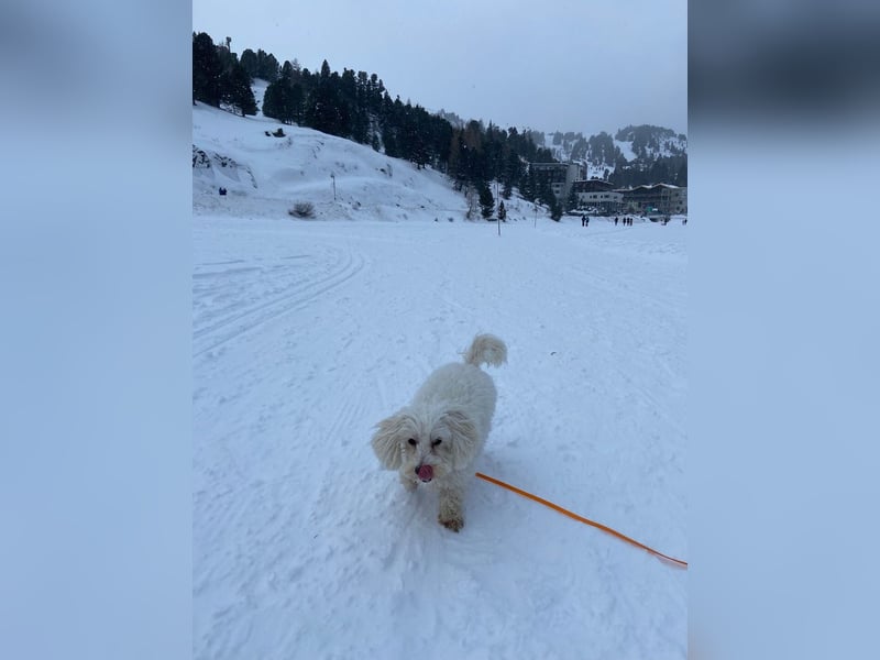 Lilou - sensible kleine Hundedame sucht ihren Herzensmenschen