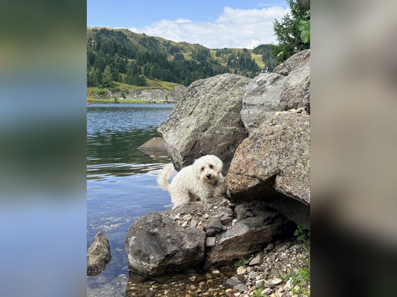Lilou - sensible kleine Hundedame sucht ihren Herzensmenschen
