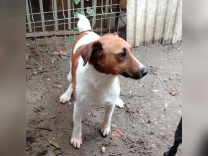 Ben, ein freundlicher Rüde, neu im Tierheim