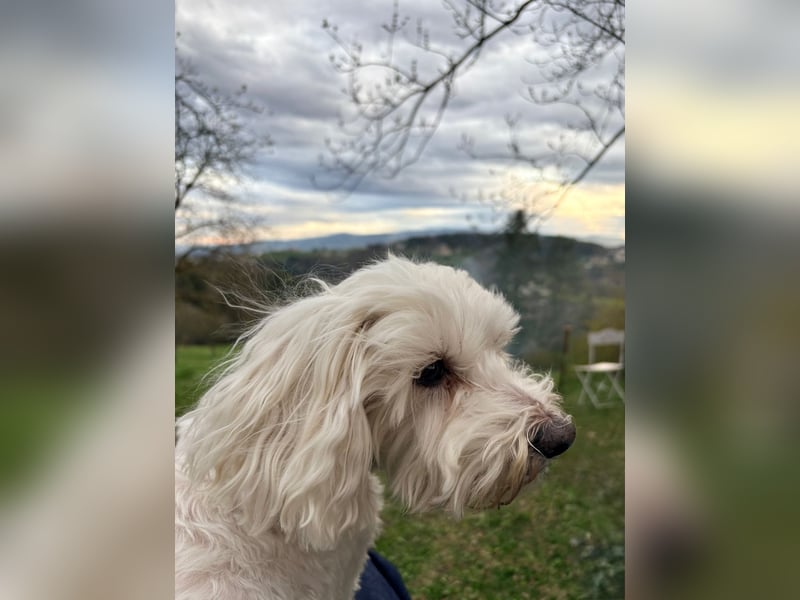 Lilou - sensible kleine Hundedame sucht ihren Herzensmenschen