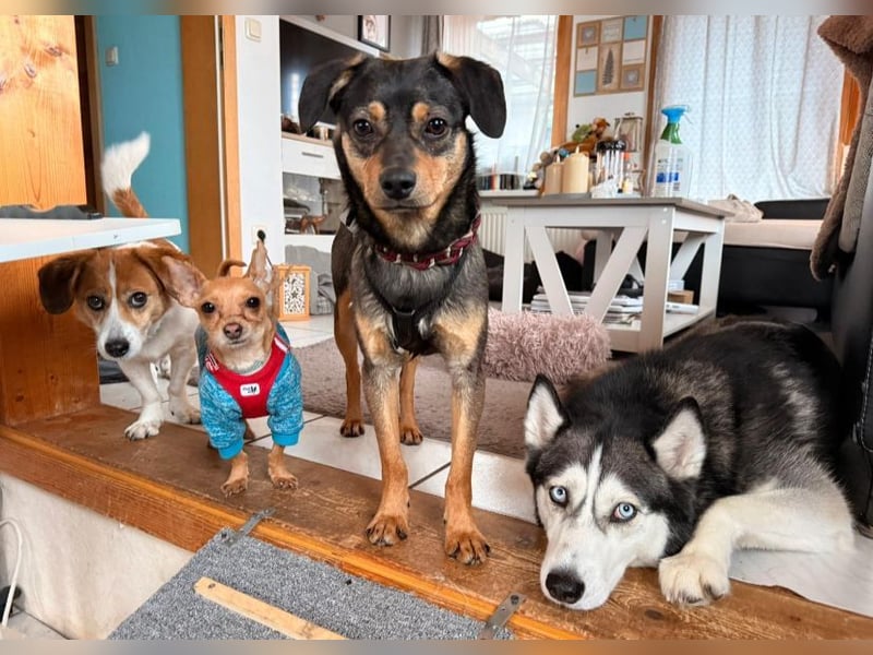 ❤️Sanfter Tiaro sucht dich✨evtl Pinscher Mix